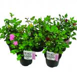 Роза Patiohit микс ф17 см h20-25 cм