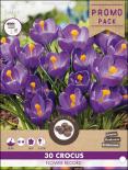 Луковици Минзухар Flower Record  30бр