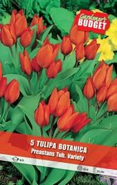 Луковици Budget Garden, снимка 13 - Външни растения