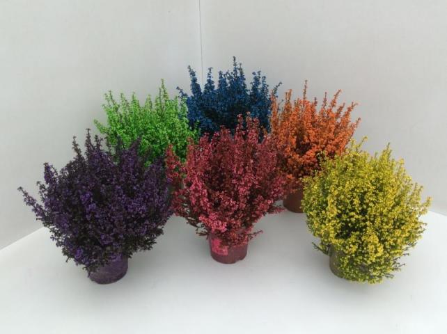 Ерика Gracilis ф12 см H30 см, оцветена - Есенни балконски