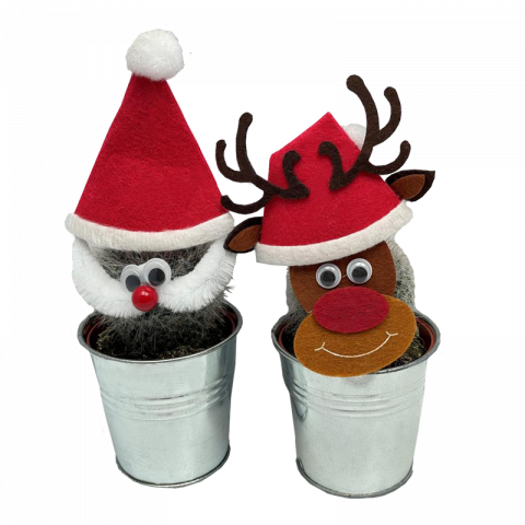 Кактус Santa ф7.5 см - Кактуси и сукуленти