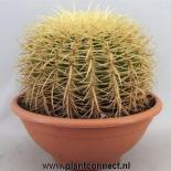 Ехинокактус Grusonii ф24 см h25 см