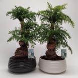Араукария Cunninghamii Spiral ф26 см h65 см