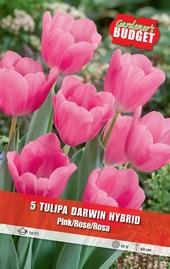 Луковици Budget Garden, снимка 18 - Външни растения