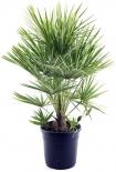 Палма Chamaerops  humilis Ф22
