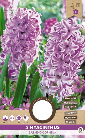 Луковици Зюмбюл Splendid Cornelia 5бр. - Външни растения