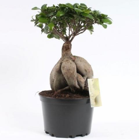 Фикус Microcarpa Ginseng ф17 см h50 см, снимка 2 - Бонзаи