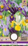 Луковици PURE Ирис Hollandica mix 15бр.