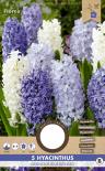 Луковици Зюмбюл Orientalis Blue, 5бр.