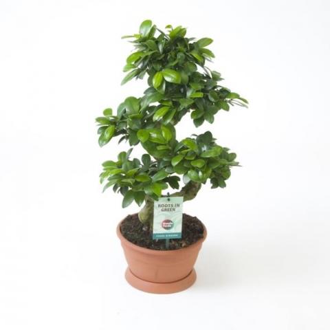 Фикус Ginseng ф22 см h60-65 см - Бонзаи