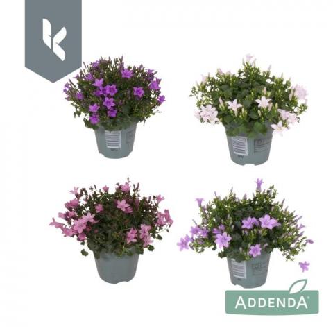 Кампанула Addenda ф10.5 см h22 см - Цъфтящи