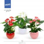 Антуриум Grandiflora ф12 см h40 см