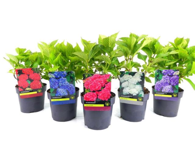 Хортензия Macrophylla 30/50 2 л с цветен етикет - Листопадни храсти и дървета