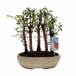 Бонзай Metasequoia Forest ф26 см