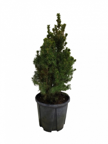 Пицеа Glauca Conica 3л 30-40 см - Иглолистни храсти и дървета