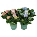 Хортензия Macrophylla Magical Revolution ф14 см H35 см