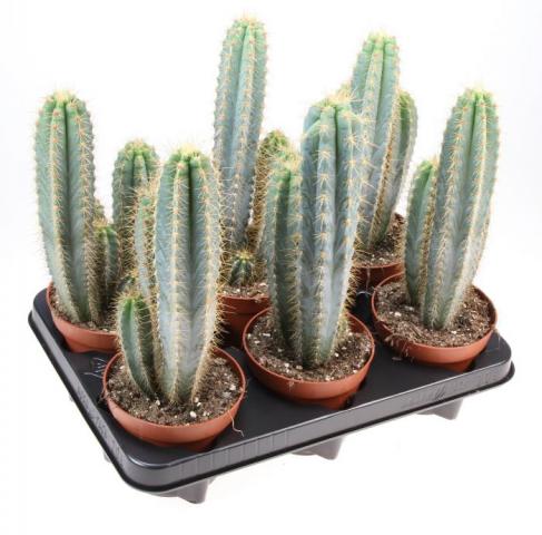 Кактус Pilosocereus Azureus ф12 см h30 см - Зеленолистни