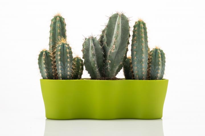 Сандъче 30х9х8 см Gardenya Cactus микс цветове, снимка 2 - Саксии, кашпи, вази
