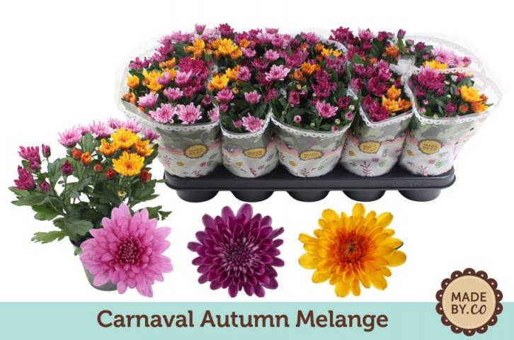 Хризантема Carnaval Autumn Melange Ф12 см H25 см - Външни растения