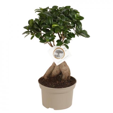 Фикус Ginseng ф15 см h40-45 см - Зеленолистни