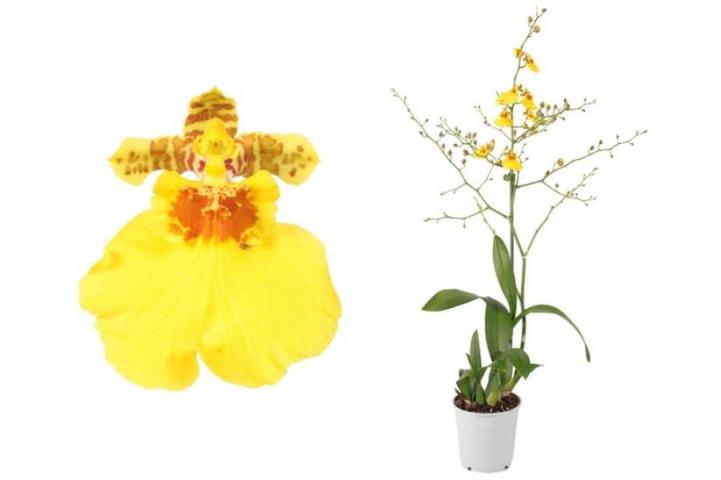 Орхидея Oncidium Munsterland Sternф12 см H50 см - Орхидеи