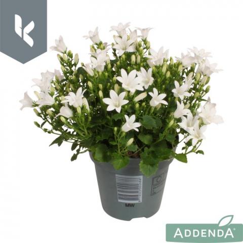 Кампанула Addenda Ambella White ф10.5 см h10-15 см - Цъфтящи