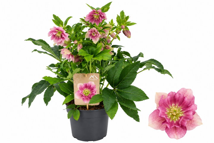 Кукуряк Orientalis Bicolor ф19 см H45 см - Листопадни храсти и дървета