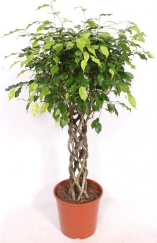 Фикус Exotica ф30 см h140 см - Зеленолистни