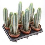 Кактус Pilosocereus Azureus ф12 см h30 см