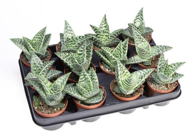 Алое Variegata ф8.5 см h12 см - Зеленолистни