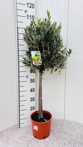 Маслиново дърво ф21 см H100 см, снимка 2 - Средиземноморски растения