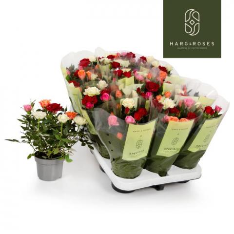Роза Kordana Quattrose Ф10.5см, H27см - Рози