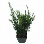 Таксус Groenland Ф17см, H60см
