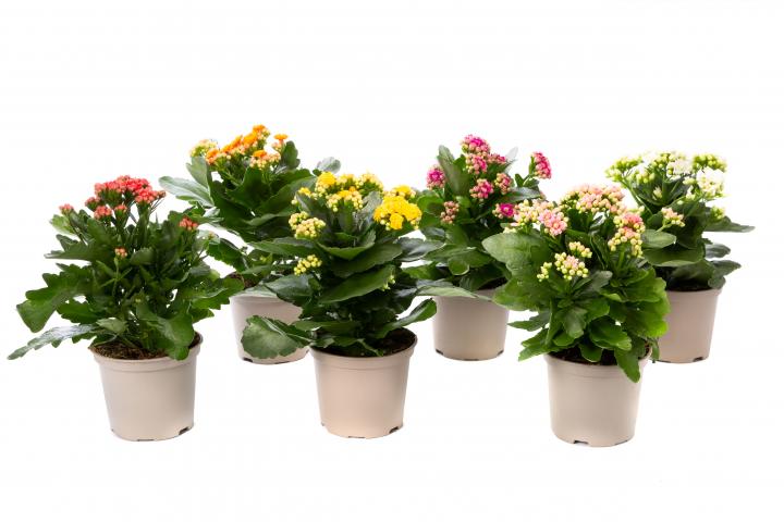Каланхое микс ф10.5 см h22-27 см, снимка 2 - Цъфтящи