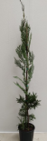 Купресокипрарис Leylandii 3.5 л 120-150 см