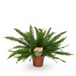 Нефролепсис Green Lady ф17 см h60-70 см
