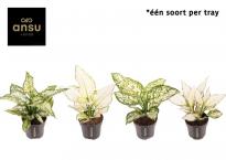 Аглоанема White Surprise ф12 см h35 см