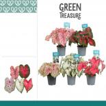 Каладиум ф12 см h25 см