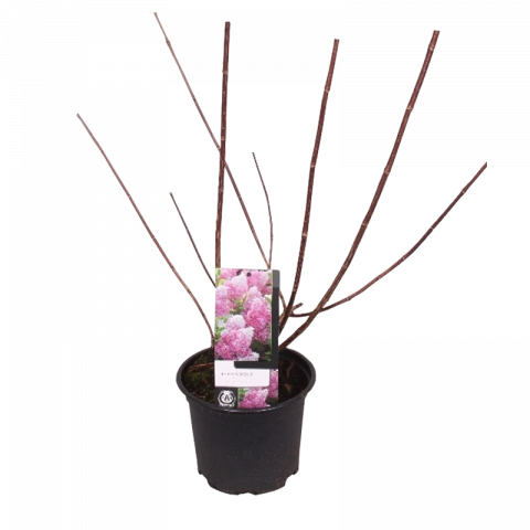 Хортензия Vanille Fraise ф19 см h40 см - Цъфтящи
