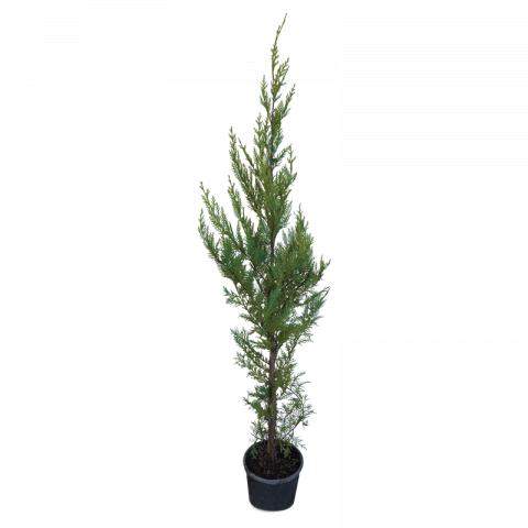 Купресокипарис Leylandii 3л H80-120 см - Иглолистни храсти и дървета