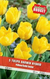 Луковици Budget Garden, снимка 19 - Външни растения