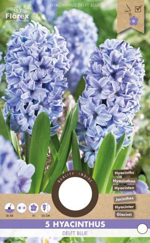 Луковици Зюмбюл  Delft Blue 5бр. - Външни растения
