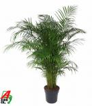 Дипсис Lutescens ф31 см h150 см