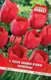Луковици Budget Garden, снимка 20 - Външни растения