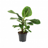Муза Банан Oriental Dwarf ф17 см h50-60 см