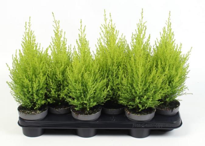 Купресус Goldcrest Wilma ф10.5 см H40 см - Зеленолистни