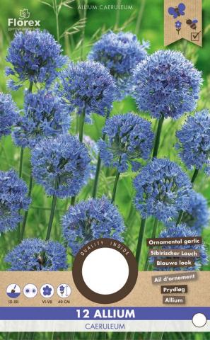Луковици Алиум Caeruleum 12 бр. - Специалитети