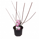 Хортензия Vanille Fraise ф19 см h40 см