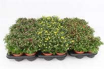 Хризантема Garden Mums ф10.5, 10-15см, микс цвет.