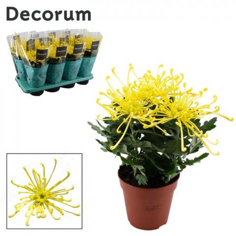 Хризантема Fireworks Yellow Ф13см, H35см - Есенни балконски